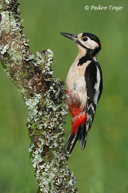 Pico picapinos (Dendrocopos major)